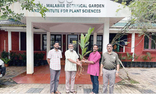 ആ​റ​ളം ഫാ​മി​ൽ ജി​ല്ല​യി​ലെ ആ​ദ്യ ഇ​ഞ്ചി ഉ​ദ്യാ​ന​മൊ​രു​ങ്ങു​ന്നു