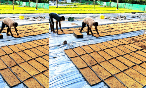 വി​ജ​യ​ഗാ​ഥ ര​ചി​ച്ച് ആ​ല​ത്തൂ​ർ ഞാ​റ് ഉ​ൽ​പാ​ദ​ന കേ​ന്ദ്രം