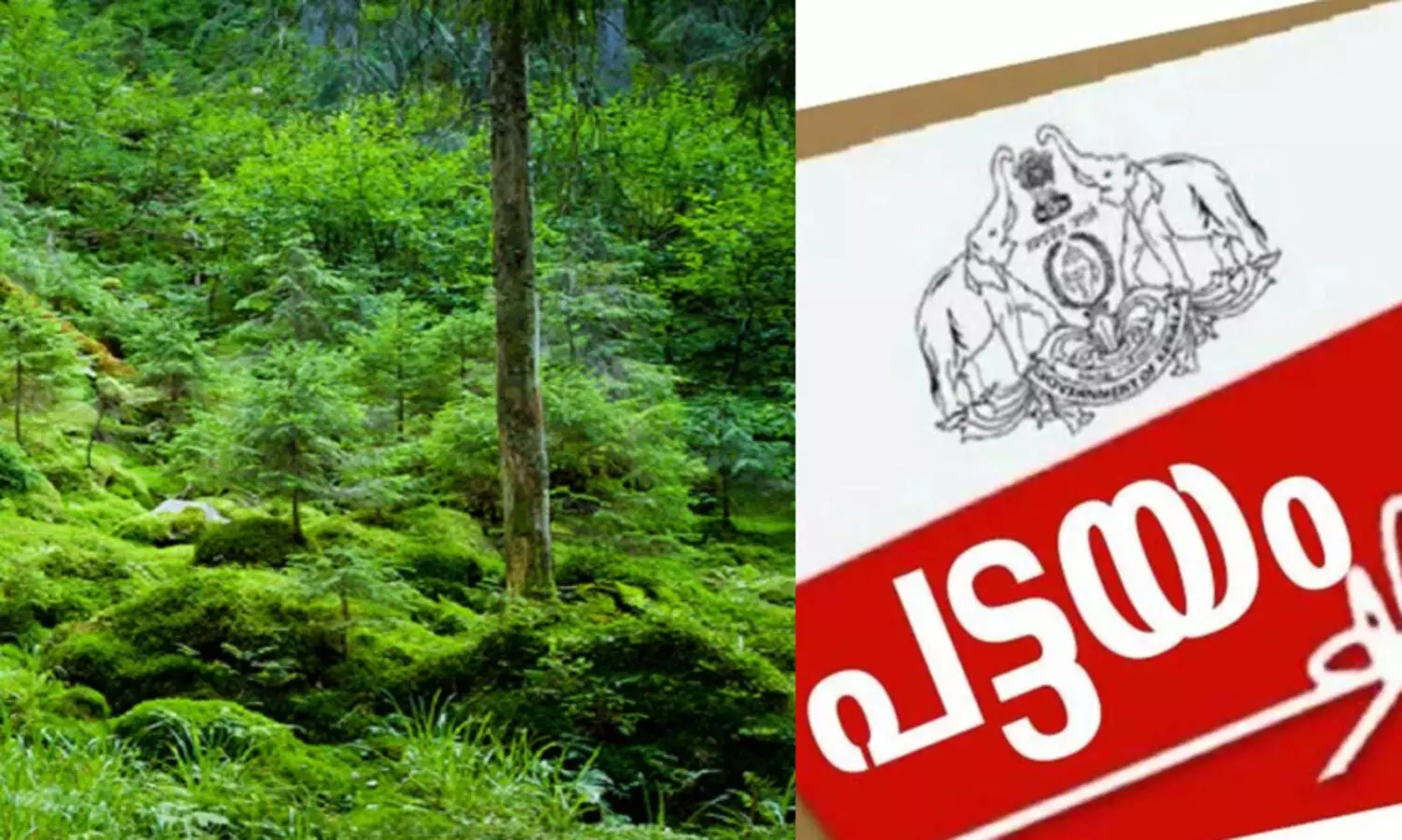 1977 ന് മുമ്പ് വനംഭൂമിയിൽ കുടിയേറിയ 41,082 പേർക്ക് പട്ടയം നൽകാനുണ്ടെന്ന് റിപ്പോർട്ട്