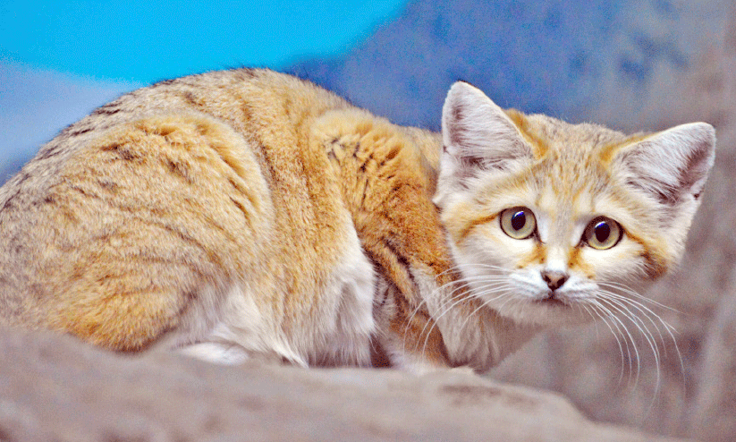 sand cat sand cat