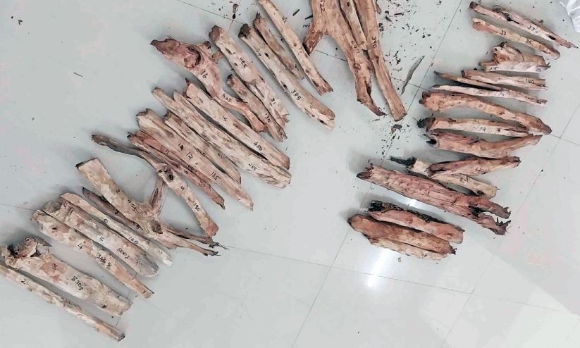 വീ​ട്ടി​ൽ സൂ​ക്ഷി​ച്ച 13.3 കിലോച​ന്ദ​നം പി​ടി​കൂ​ടി