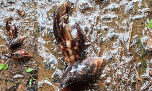 African snail