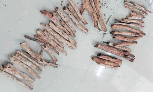 വീ​ട്ടി​ൽ സൂ​ക്ഷി​ച്ച 13.3 കിലോച​ന്ദ​നം പി​ടി​കൂ​ടി