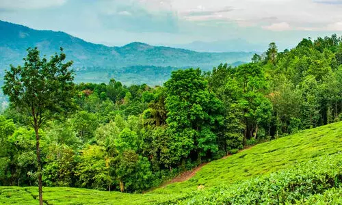 3800 ഏക്കർ സർക്കാർ തോട്ടഭൂമി തരംമാറ്റി മുറിച്ച് വിറ്റവർ പുനരധിവാസത്തിന് തടസം നിൽക്കുന്നു