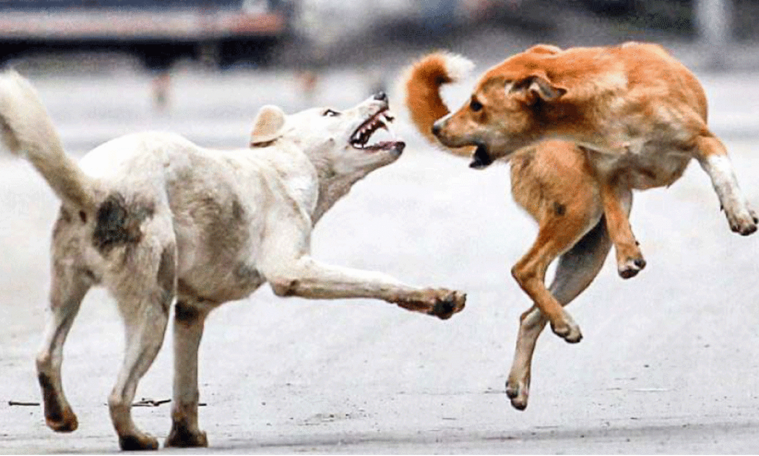 തെരുവ്​ നായ്​ ശല്യം രൂക്ഷം