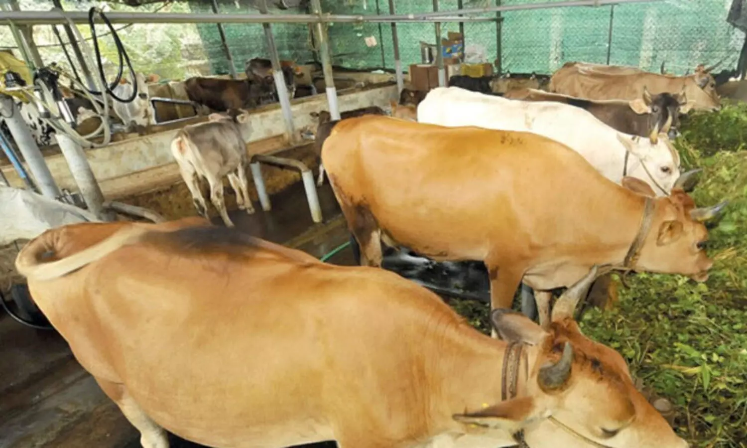 ഉജ്ജീവന വായ്പ പദ്ധതി: അനർഹമായി അനുവദിച്ച വായ്പ സബ്‌സിഡി തിരിച്ചുപിടിക്കണമെന്ന് റിപ്പോർട്ട്