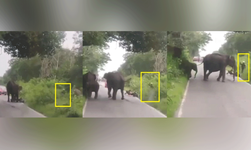 wild elephant attack