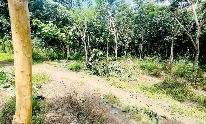 കാട്ടാനശല്യത്തില്‍ പൊറുതിമുട്ടി വനാതിര്‍ത്തിയിലെ കര്‍ഷകര്‍