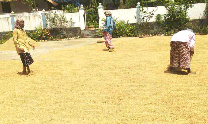 നെല്ല് സംഭരണം; സപ്ലൈകോ നിബന്ധന കർഷകരെ വട്ടംകറക്കുന്നതെന്ന് ആക്ഷേപം നെല്ല് സംഭരണം; സപ്ലൈകോ നിബന്ധന കർഷകരെ വട്ടംകറക്കുന്നതെന്ന് ആക്ഷേപം