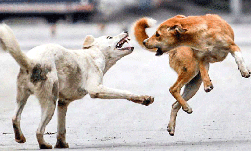 തെരുവ് നായ് ശല്യം രൂക്ഷം തെരുവ് നായ് ശല്യം രൂക്ഷം