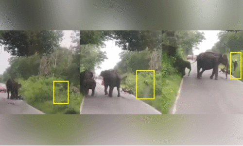 wild elephant attack