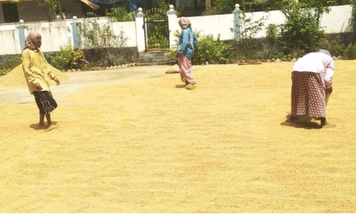 നെല്ല് സംഭരണം; സ​പ്ലൈ​കോ നി​ബ​ന്ധ​ന ക​ർ​ഷ​ക​രെ വ​ട്ടംക​റ​ക്കു​ന്ന​തെ​ന്ന് ആ​ക്ഷേ​പം