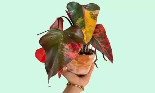 Philodendron Strawberry Shake,