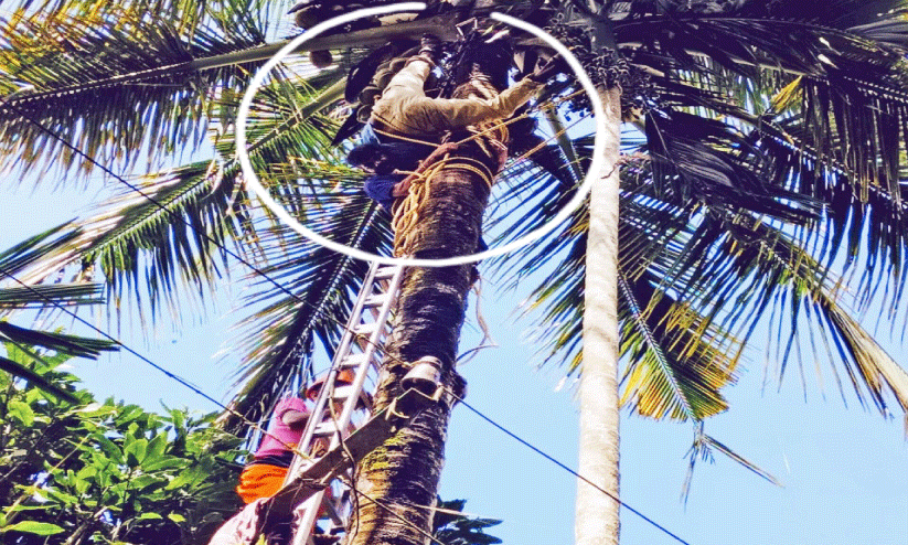 30 അ​ടി ഉ​യ​ര​ത്തി​ൽ തെ​ങ്ങി​ൽ കു​ടു​ങ്ങി​യ​ആ​ളെ അ​ഗ്നി​ര​ക്ഷ​സേ​ന ര​ക്ഷ​പ്പെ​ടു​ത്തി