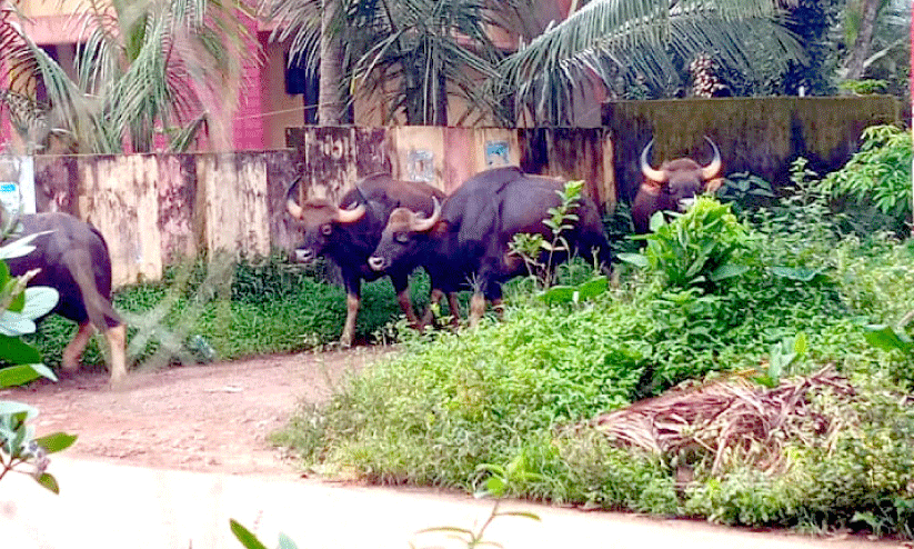 Wild Buffaloes
