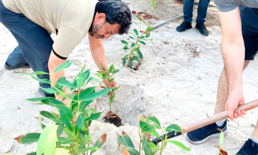 tree planting tree planting