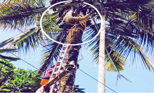 30 അ​ടി ഉ​യ​ര​ത്തി​ൽ തെ​ങ്ങി​ൽ കു​ടു​ങ്ങി​യ​ആ​ളെ അ​ഗ്നി​ര​ക്ഷ​സേ​ന ര​ക്ഷ​പ്പെ​ടു​ത്തി