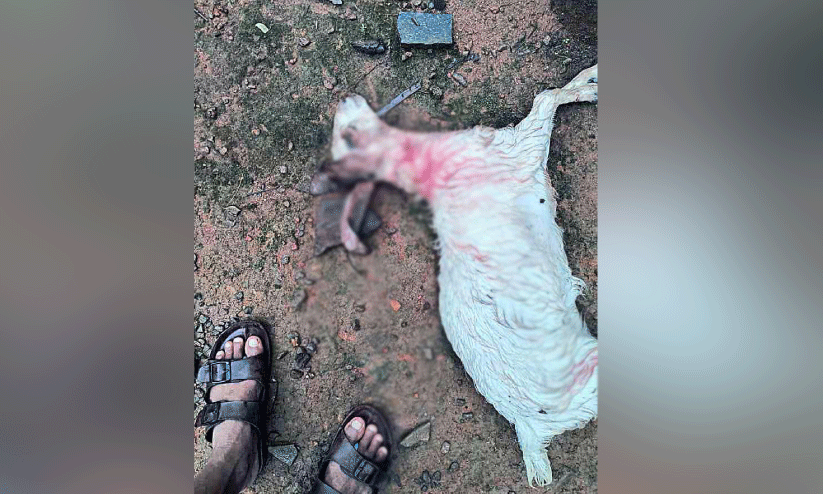 kasargod news kasargod news