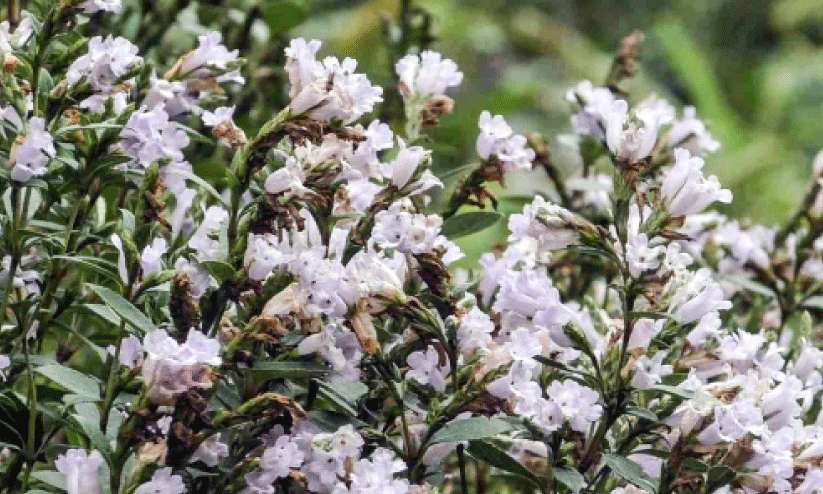 സഞ്ചാരികളെ മാടിവിളിച്ച് ചതുരംഗപ്പാറയിൽ കുറിഞ്ഞി വസന്തം സഞ്ചാരികളെ മാടിവിളിച്ച് ചതുരംഗപ്പാറയിൽ കുറിഞ്ഞി വസന്തം