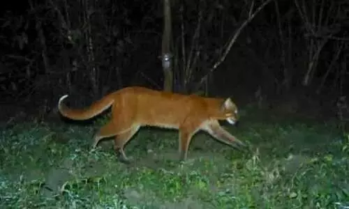Asiatic Golden Cat