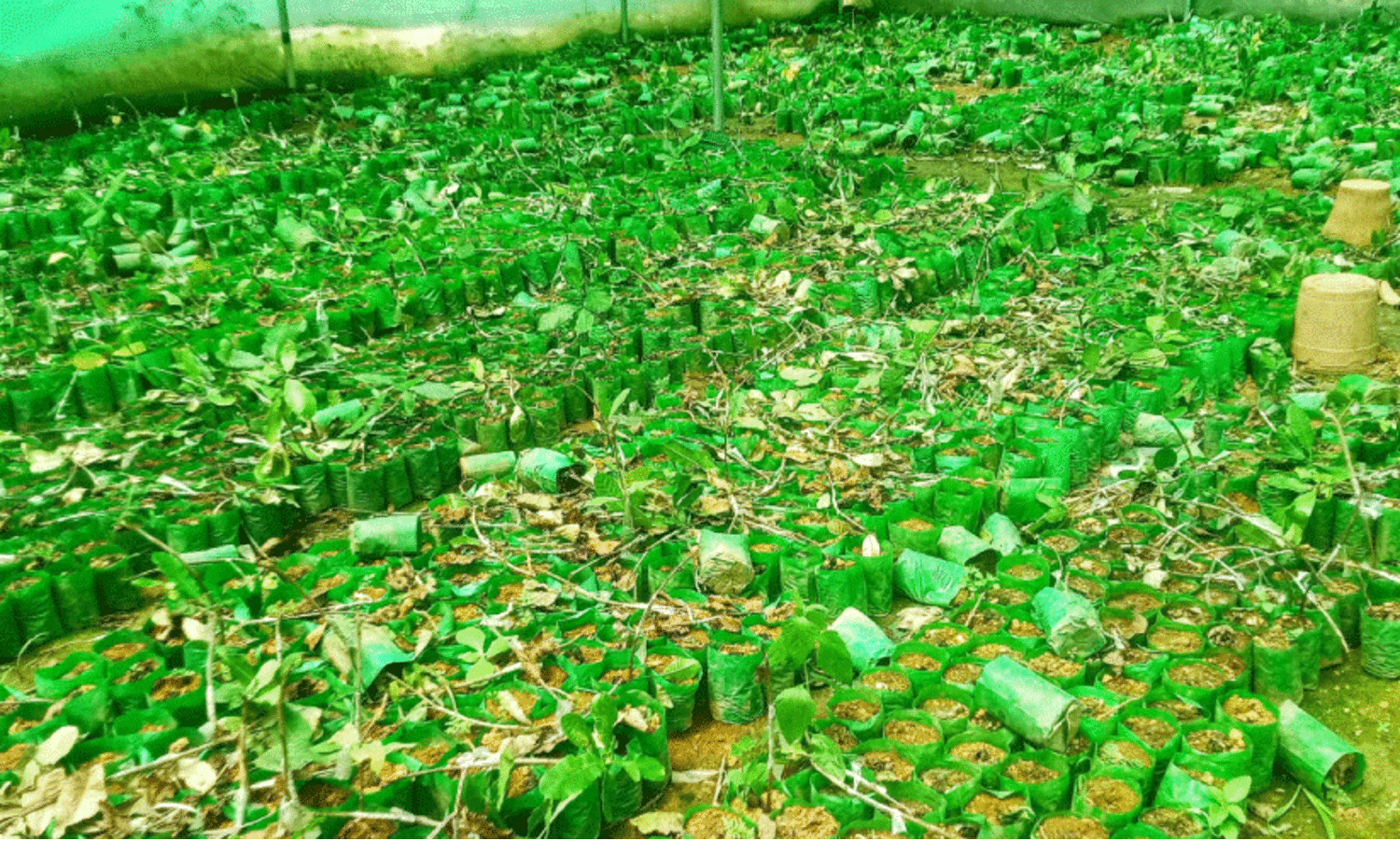 Forest monkey attack ,