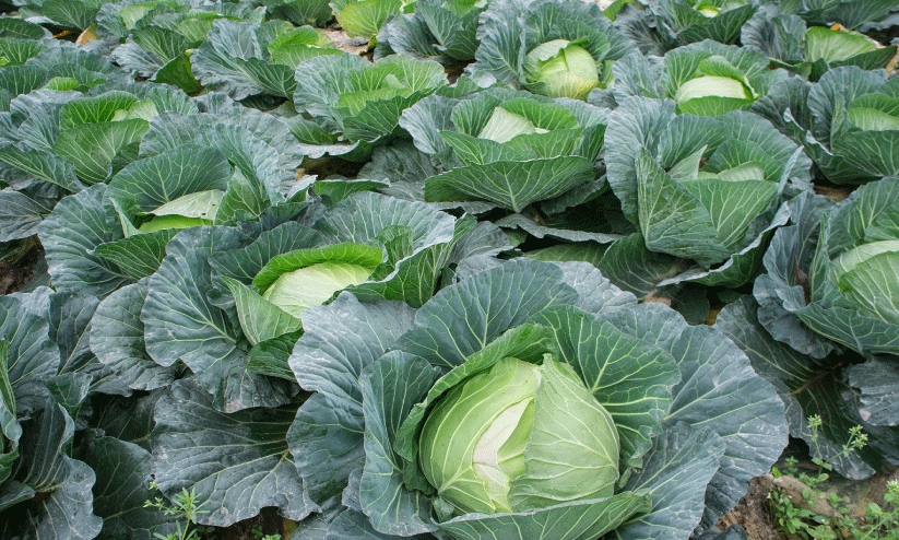 ശീതകാല പച്ചക്കറികൾ നടാൻ സമയമായി