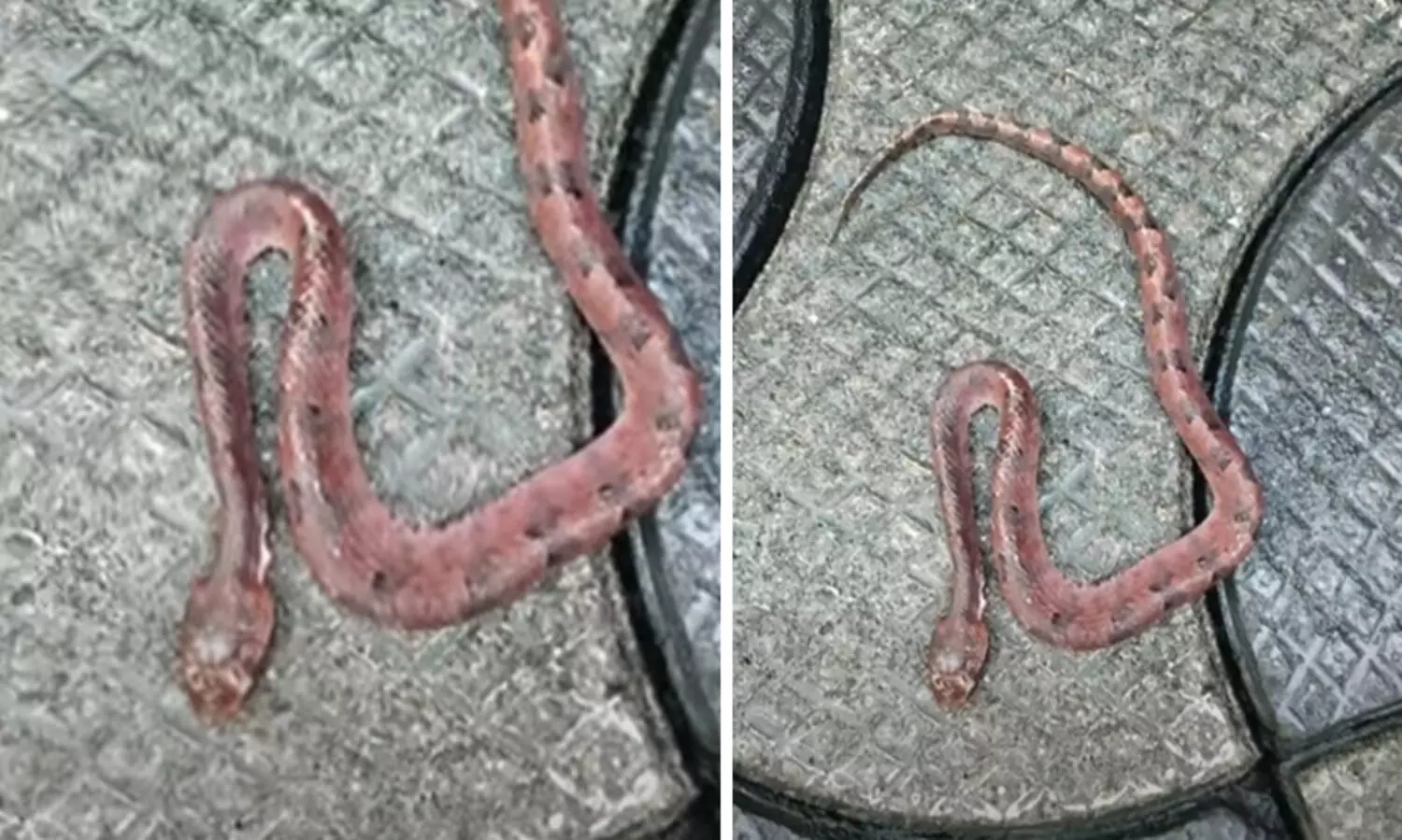 നടക്കാനിറങ്ങാൻ ഷൂ ധരിച്ചപ്പോൾ പാമ്പ് കടിയേറ്റു