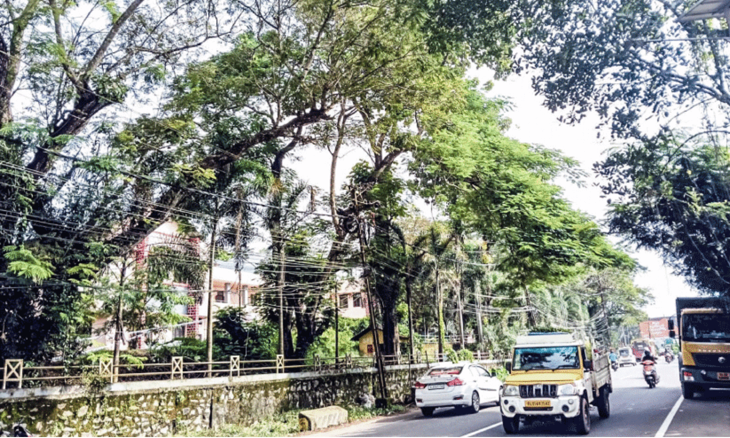 dangerous shade trees
