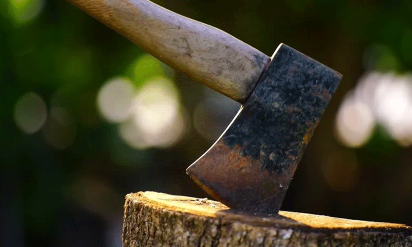 പൂട്ടിക്കിടക്കുന്ന കമ്പനിയിൽനിന്ന്​ മരം മുറിച്ചുകടത്തി