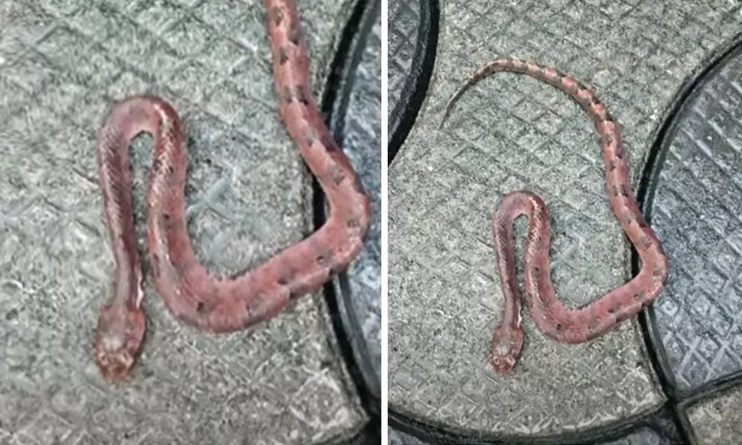 നടക്കാനിറങ്ങാൻ ഷൂ ധരിച്ചപ്പോൾ പാമ്പ് കടിയേറ്റു