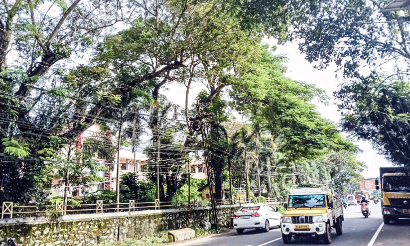 dangerous shade trees dangerous shade trees