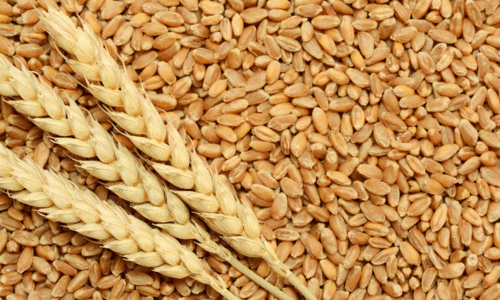 wheat