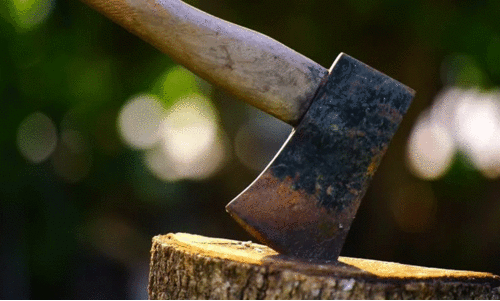 പൂട്ടിക്കിടക്കുന്ന കമ്പനിയിൽനിന്ന്​ മരം മുറിച്ചുകടത്തി