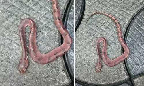 നടക്കാനിറങ്ങാൻ ഷൂ ധരിച്ചപ്പോൾ പാമ്പ് കടിയേറ്റു