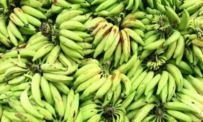 വിലയിടിഞ്ഞു; ഏത്തവാഴ കർഷകർ പ്രതിസന്ധിയിൽ... വിലയിടിഞ്ഞു; ഏത്തവാഴ കർഷകർ പ്രതിസന്ധിയിൽ...