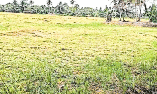 ആശങ്കയിൽ കർഷകർ; കനത്ത മഴയിൽ നെൽച്ചെടികൾ വീണു