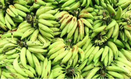 വിലയിടിഞ്ഞു; ഏത്തവാഴ കർഷകർ പ്രതിസന്ധിയിൽ... വിലയിടിഞ്ഞു; ഏത്തവാഴ കർഷകർ പ്രതിസന്ധിയിൽ...