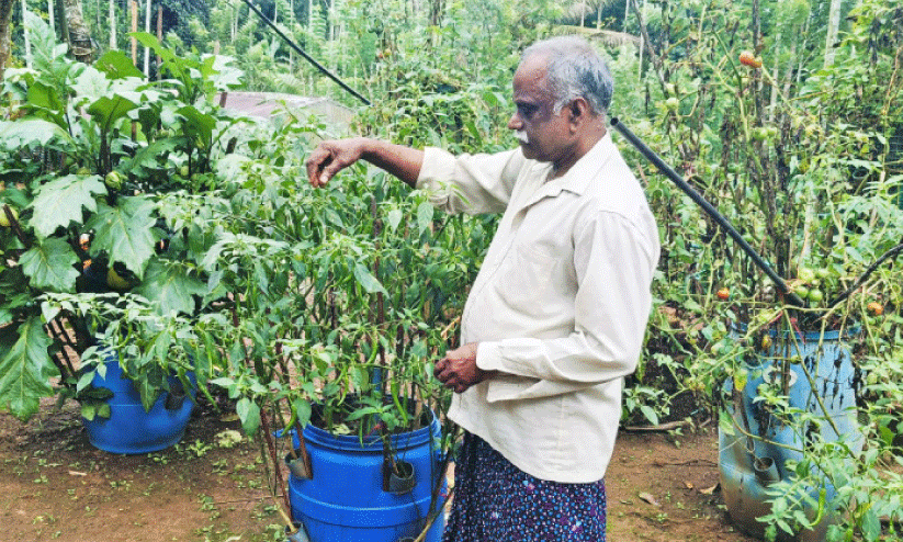 പ്ലാ​സ്റ്റി​ക് ബി​ന്നി​ൽ പ​ച്ച​ക്ക​റി കൃ​ഷി, ഇ​ത് വ​ർ​ഗീ​സ് സ്റ്റൈ​ൽ