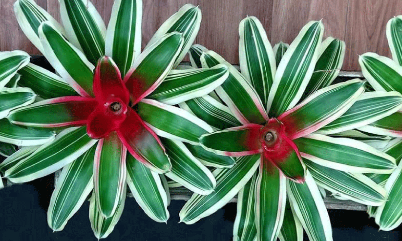 Bromeliad leaf, Bromeliad leaf,