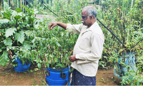 പ്ലാസ്റ്റിക് ബിന്നിൽ പച്ചക്കറി കൃഷി, ഇത് വർഗീസ് സ്റ്റൈൽ പ്ലാസ്റ്റിക് ബിന്നിൽ പച്ചക്കറി കൃഷി, ഇത് വർഗീസ് സ്റ്റൈൽ
