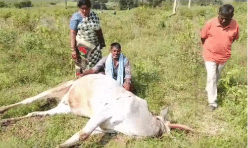 ox killed by tiger