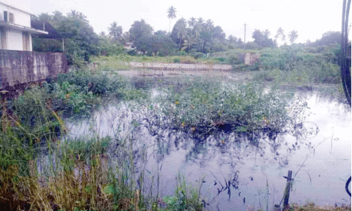 ഒ​റ്റ​പ്പാ​ലം ശാ​ന്തി​ന​ഗ​ർ നി​വാ​സി​ക​ളെ ദു​രി​ത​ത്തി​ലാ​ക്കി മാ​ലി​ന്യ​ക്കു​ളം