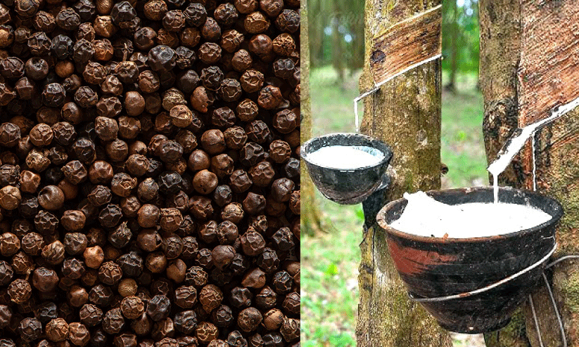 കുരുമുളകിന് പുതുജീവൻ; റബറിന് തളർച്ച