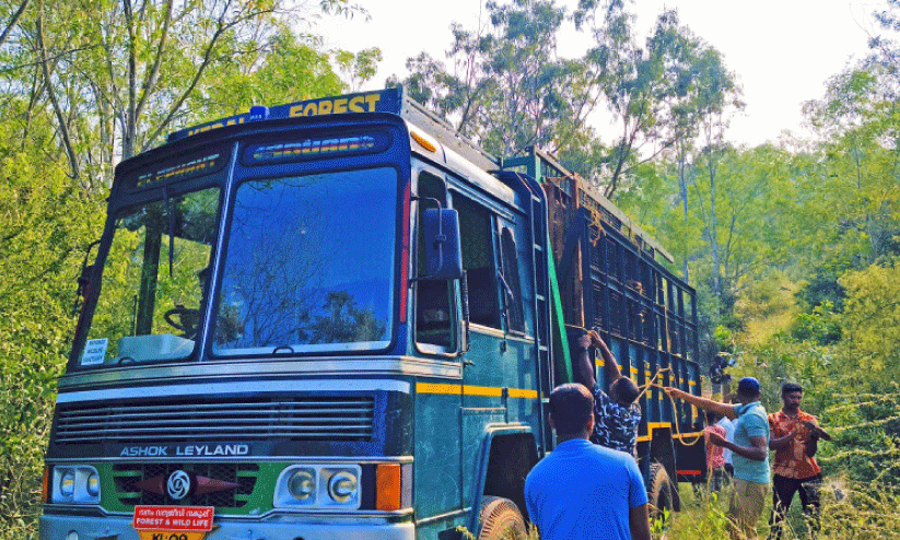 കടുവകളെ പിടികൂടാൻ മൈസൂരുവിൽനിന്ന് കൂട് എത്തിച്ചു