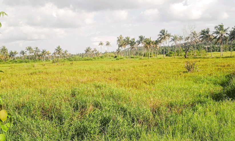 ഇൻഫോ പാര്ക്ക് മൂന്നാം ഘട്ടം: കാക്കരകരി പാടങ്ങള്ക്ക് പുതുജീവൻ ഇൻഫോ പാര്ക്ക് മൂന്നാം ഘട്ടം: കാക്കരകരി പാടങ്ങള്ക്ക് പുതുജീവൻ