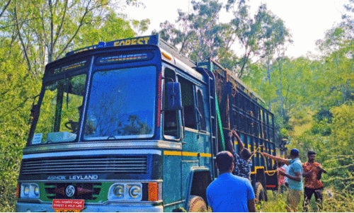 കടുവകളെ പിടികൂടാൻ മൈസൂരുവിൽനിന്ന് കൂട് എത്തിച്ചു കടുവകളെ പിടികൂടാൻ മൈസൂരുവിൽനിന്ന് കൂട് എത്തിച്ചു