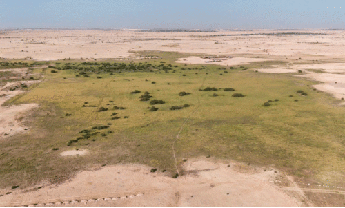 പു​ൽ​മേടുകൾ