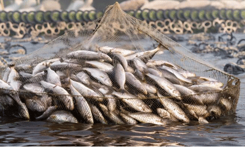 പൊതുകുളത്തിൽ സ​ഹ​ക​ര​ണ ബാ​ങ്ക് മ​ത്സ്യ​കൃ​ഷി ന​ട​ത്ത​ണ്ട