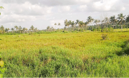 ഇ​ൻ​ഫോ പാ​ര്‍ക്ക്​ മൂ​ന്നാം ഘ​ട്ടം: കാ​ക്ക​ര​ക​രി പാ​ട​ങ്ങ​ള്‍ക്ക്​ പു​തു​ജീ​വ​ൻ