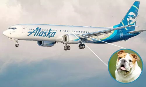 ഫസ്റ്റ് ക്ലാസിൽ നിന്ന് ഇക്കോണമി ക്ലാസിലേക്ക് മാറ്റിയതിനെ തുടർന്ന് നായ ചത്തു: അലാസ്ക എയർലൈൻസിനെതിരെ കേസ്